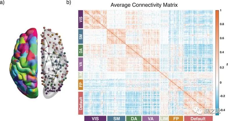 Cerebral Cortex: The Relationship Between Brain Development and Environment