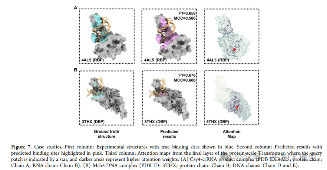 Innovative Application of Nested Transformer Model in Protein-Nucleic Acid Binding Site Prediction