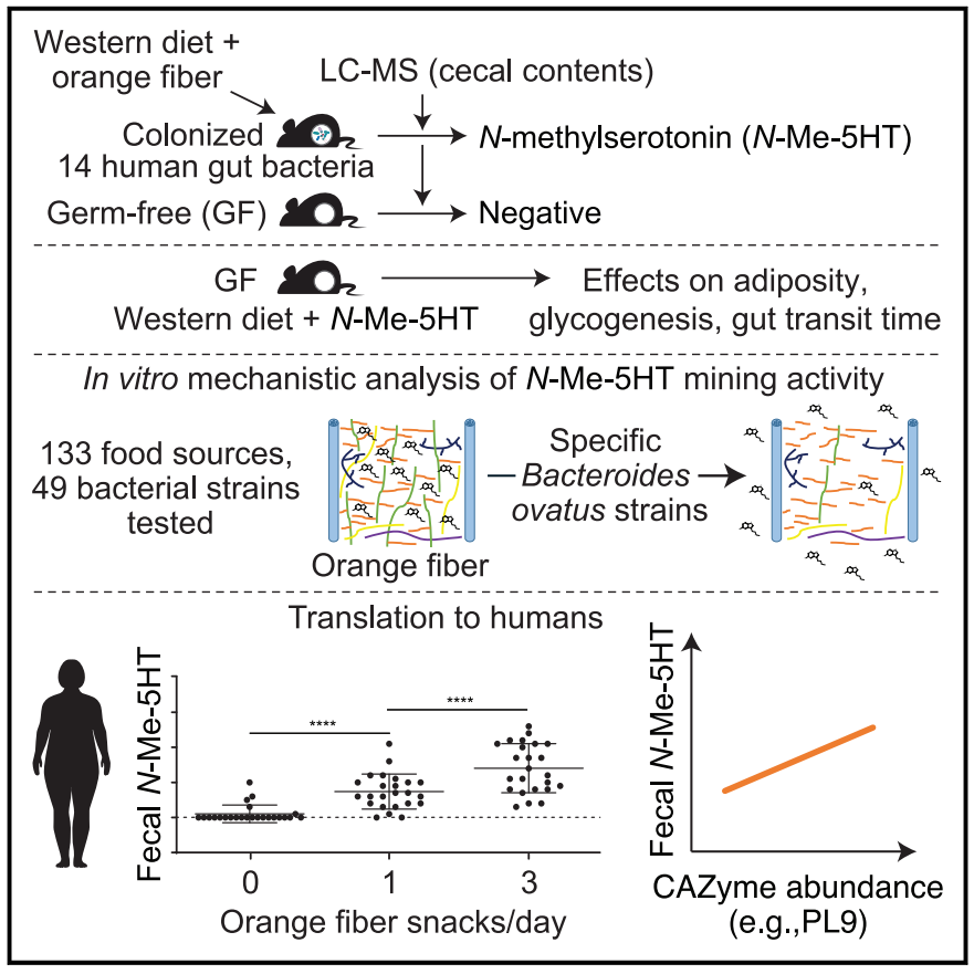 Gut Microbiota's Role in Releasing N-Methylserotonin from Dietary Fiber