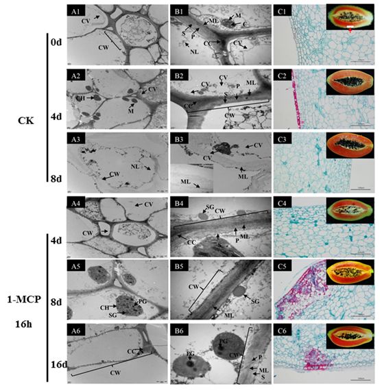 Molecular Mechanism of 1-MCP-Induced Ripening Disorder in Papaya