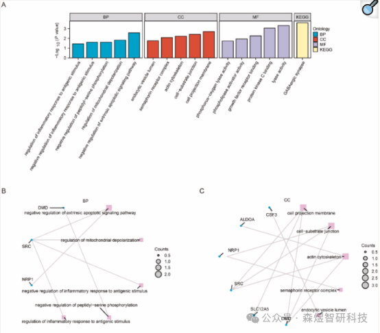 Comprehensive Analysis of OSCSRDEGs in TNBC