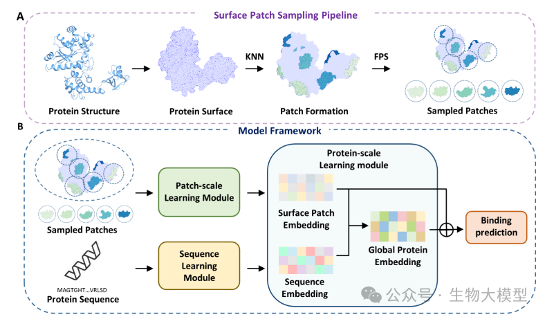 Innovative Application of Nested Transformer Model in Protein-Nucleic Acid Binding Site Prediction