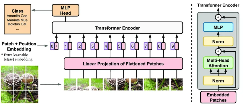 Understanding Transformer Architecture and Attention Mechanisms