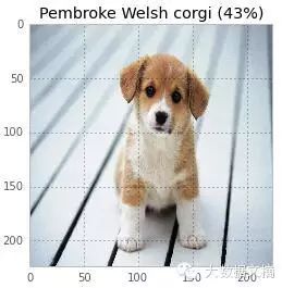 How to Deceive Neural Networks to Recognize Pandas as Vultures