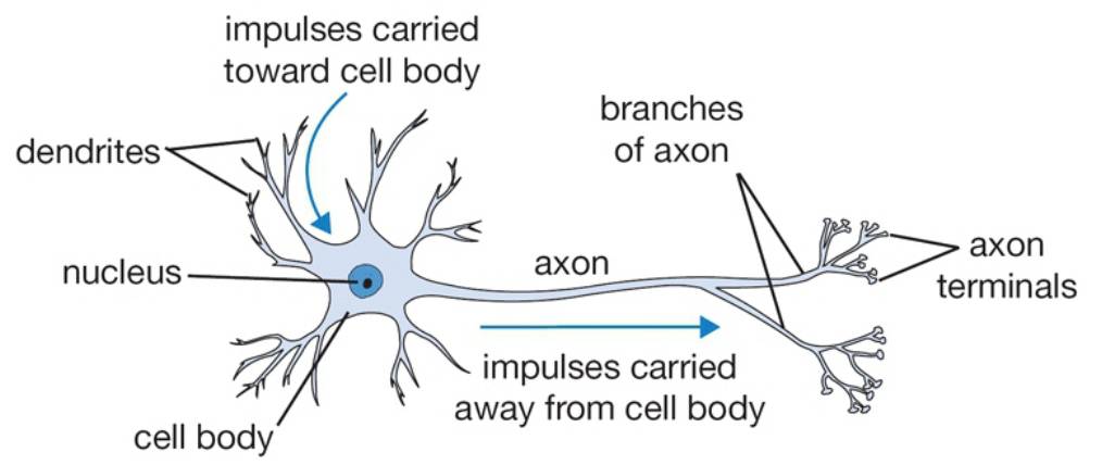 Stanford CS231N Deep Learning and Computer Vision Part 6: Neural Network Structure and Activation Functions