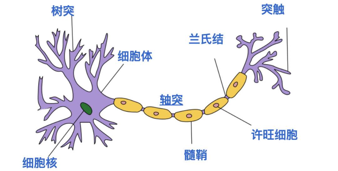Understanding ANN (Artificial Neural Networks) in One Article