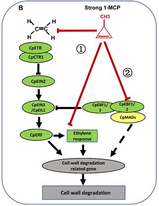 Molecular Mechanism of 1-MCP-Induced Ripening Disorder in Papaya