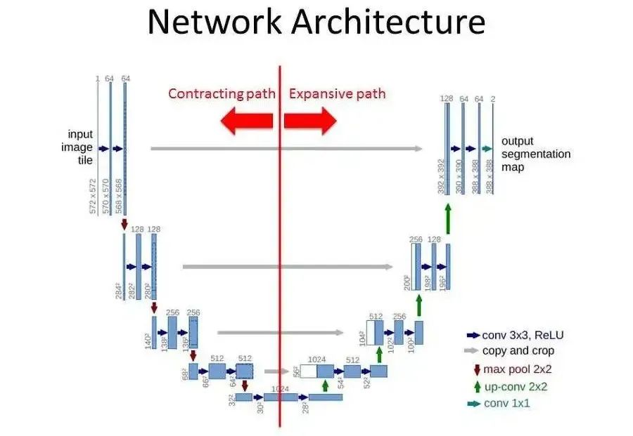 Understanding U-Net: A Comprehensive Guide to Image Segmentation