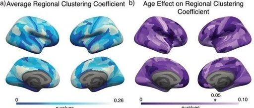 Cerebral Cortex: The Relationship Between Brain Development and Environment