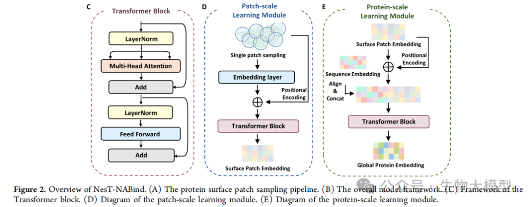 Innovative Application of Nested Transformer Model in Protein-Nucleic Acid Binding Site Prediction