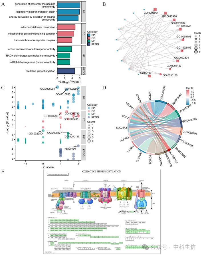 Integrating Bioinformatics and Machine Learning to Unveil Lactate Metabolism and Rheumatoid Arthritis Connection