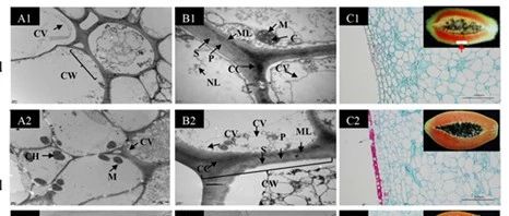 Molecular Mechanism of 1-MCP-Induced Ripening Disorder in Papaya