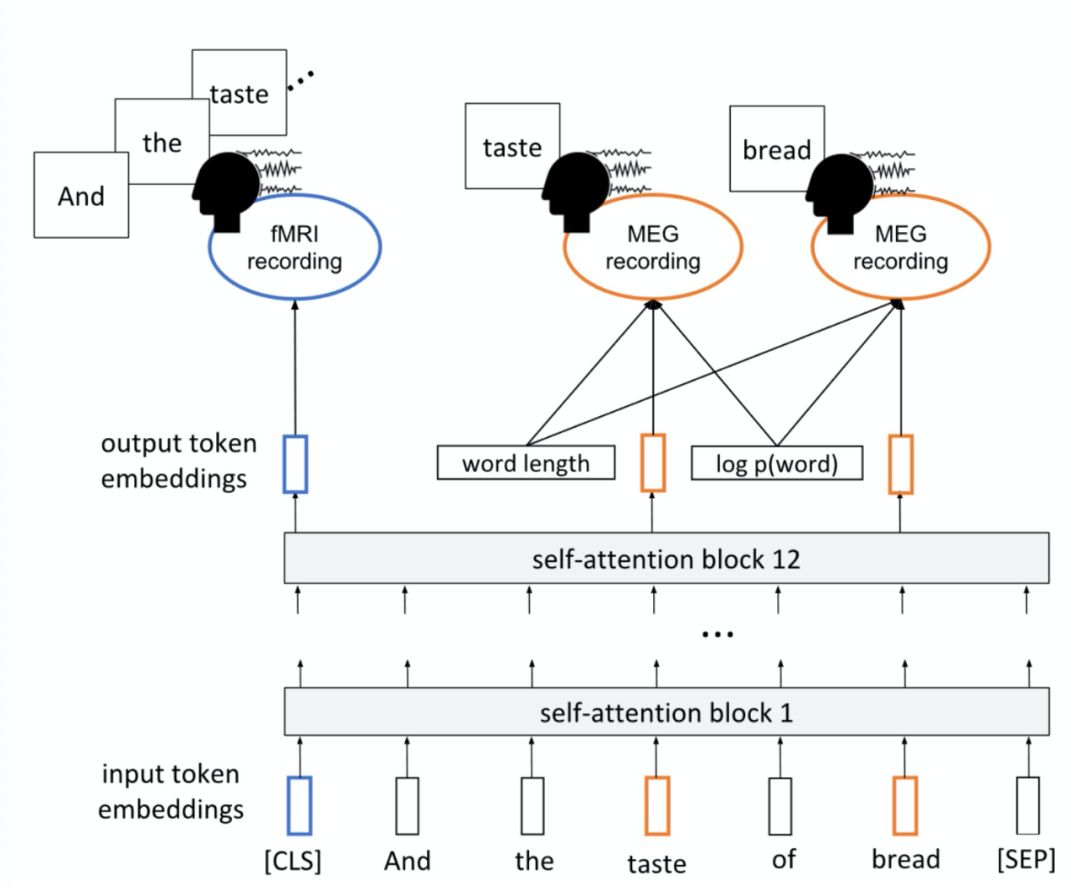 Can NLP Work Like the Human Brain? Insights from CMU and MIT