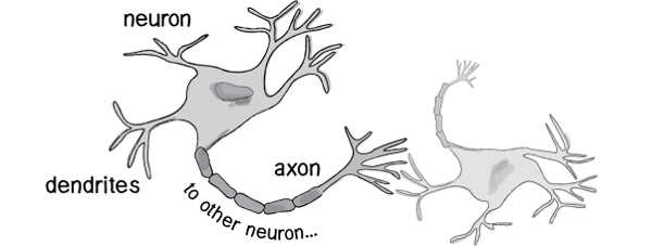 What Is Neural Network Algorithm?