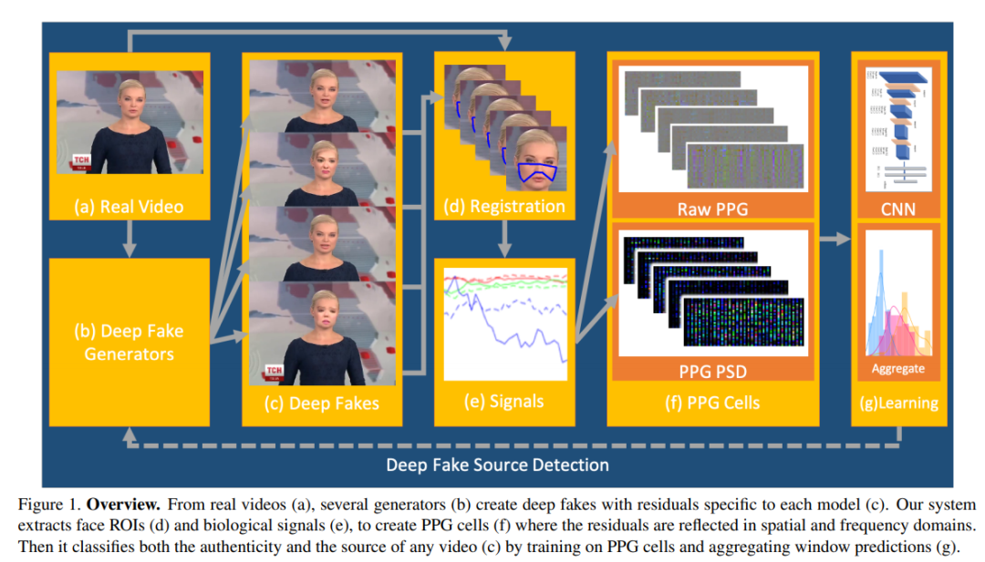 DeepFake Detection Using Heartbeat Signals