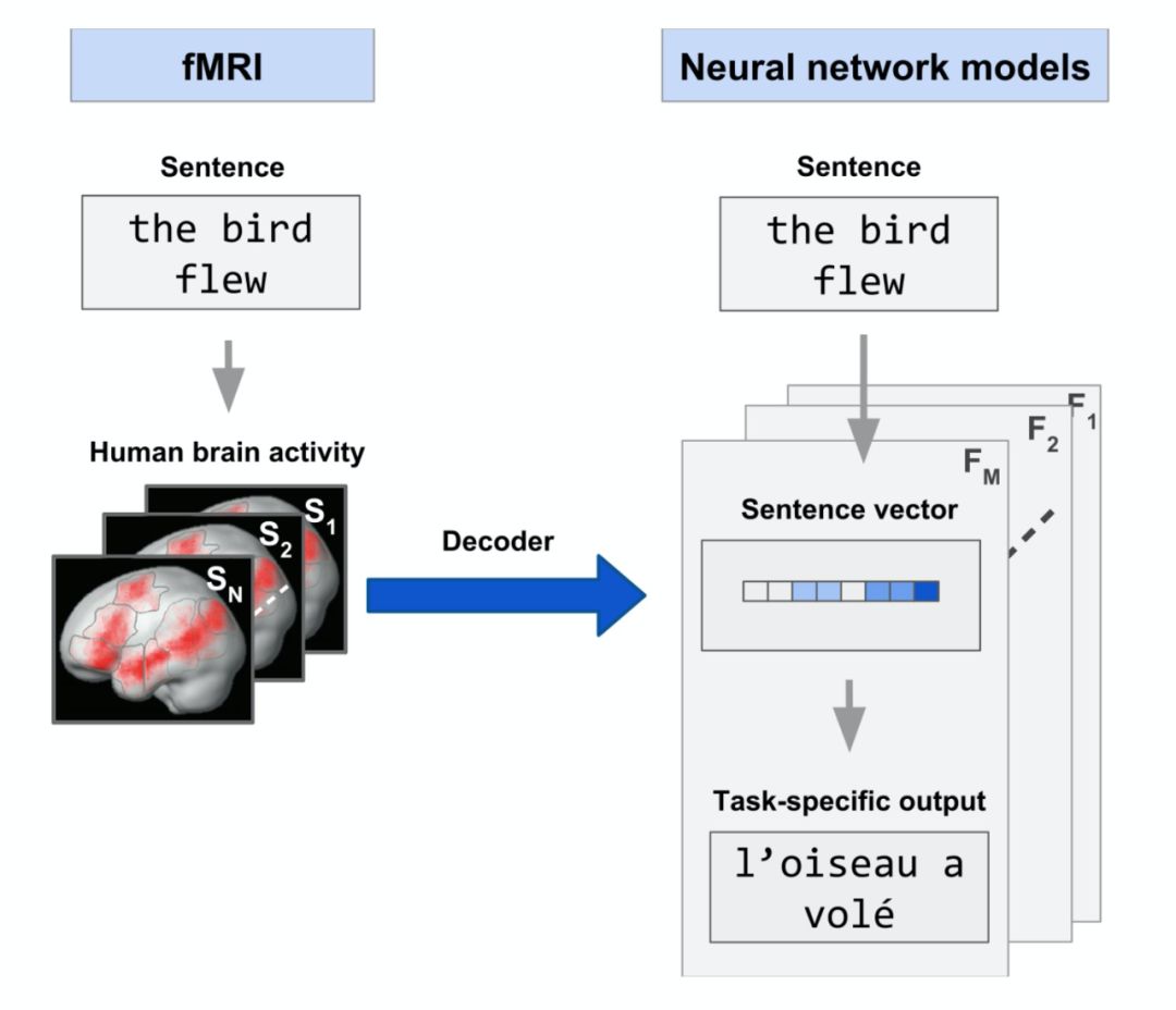 Can NLP Work Like the Human Brain? Insights from CMU and MIT