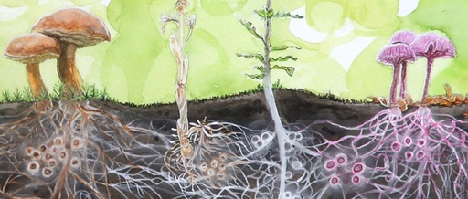 Current Status of Mycorrhizal Research: From Micro to Macro