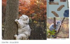 AI Image Recognition Meets Adversarial Images