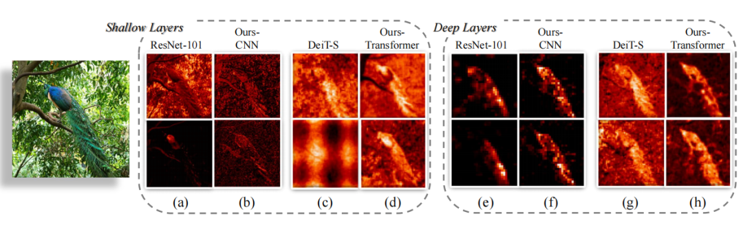 Conformer: A Hybrid CNN-Transformer Model for Improved Feature Representation