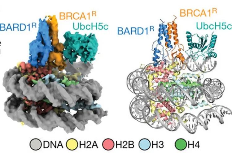 Complementarity and Integration: Multimodal Imaging Unveils the Mysteries of Life