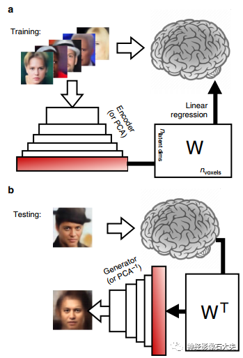 Reconstructing Faces from fMRI Patterns Using Deep Generative Neural Networks