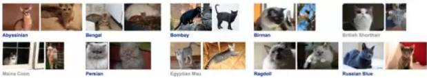 Image Classification Techniques: KNN, SVM, BP Neural Networks, CNN, and Transfer Learning