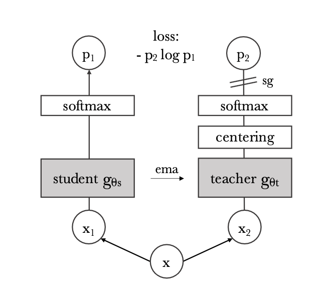 Building DINO Model and PyTorch from Scratch: Self-Supervised Vision Transformer
