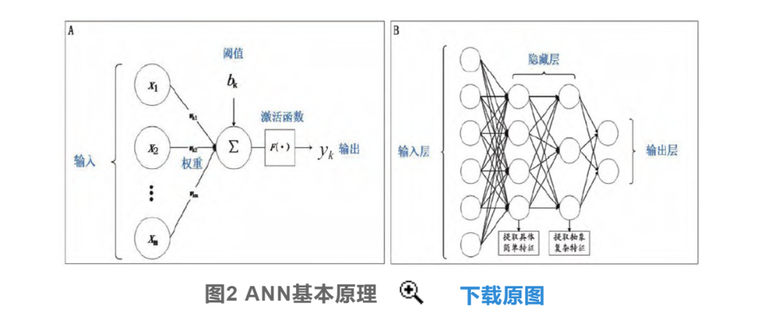 Artificial Neural Networks (ANN): Mathematical Models Mimicking Biological Networks