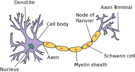 Understanding Neural Networks: A Comprehensive Guide