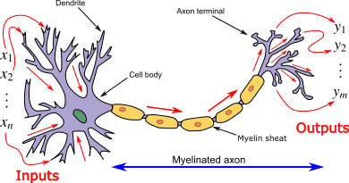 Understanding How Neural Networks Work