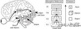 15 Questions About Convolutional Neural Networks and Biological Visual Systems