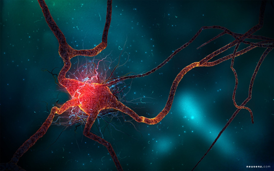 Understanding How Neural Networks Work