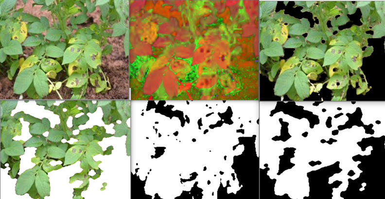 Crop Disease Detection Using Image Processing and CNN