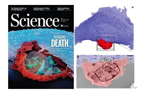 Complementarity and Integration: Multimodal Imaging Unveils the Mysteries of Life