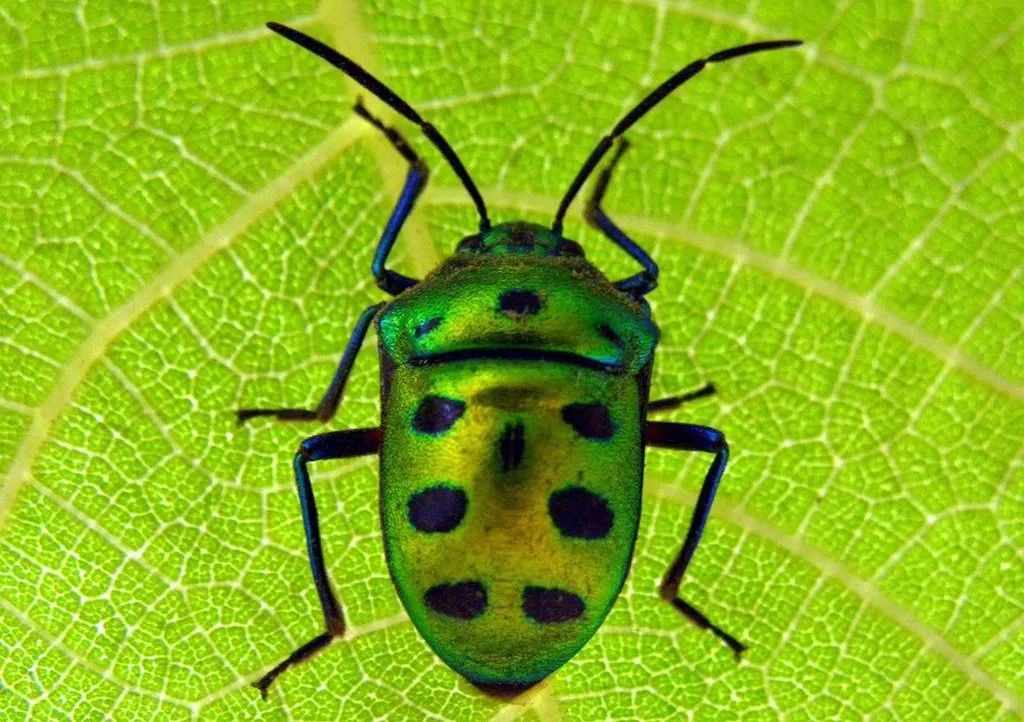 Research Progress and Prospects of Crop Pest Image Recognition