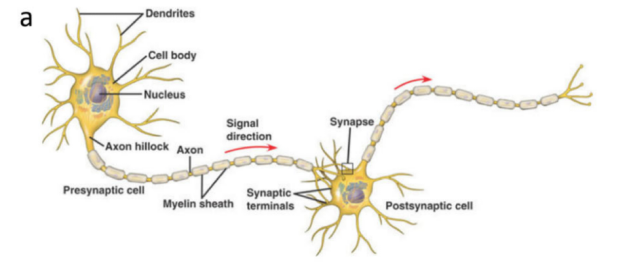 Can Light Compute Like the Brain? Photonic Neural Networks