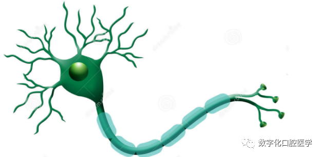 Understanding Neural Networks in Deep Learning