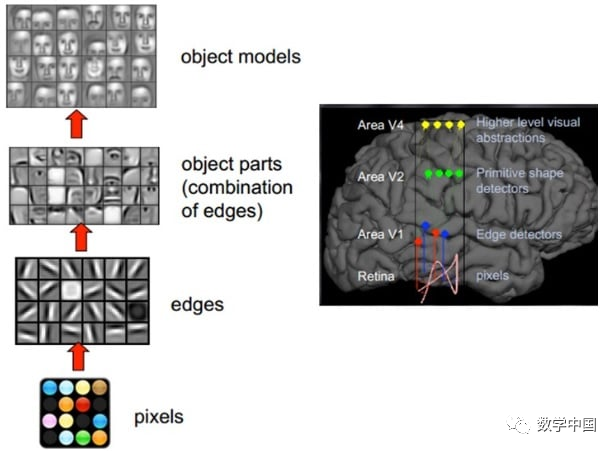 The Development History of Neural Networks