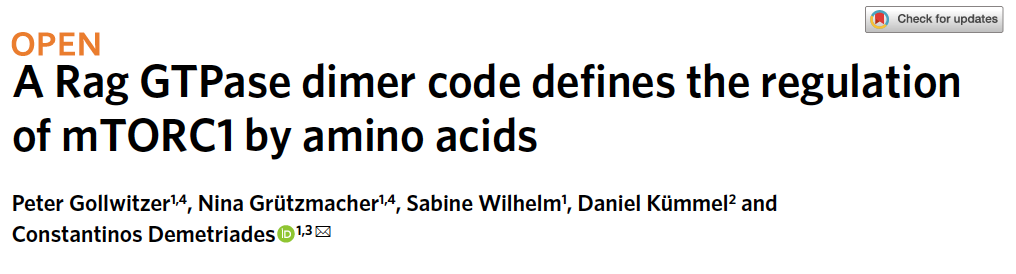 Amino Acids Regulate mTORC1 Activity Through Rag GTPase Dimer