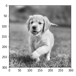 Understanding Convolutional Networks with PyTorch