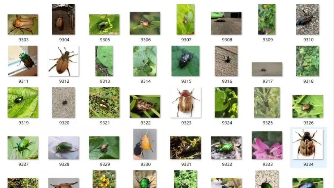 Insect Recognition System Based on CNN
