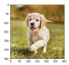 Understanding Convolutional Networks with PyTorch
