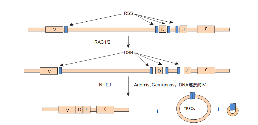 Molecular Abnormalities and Diagnosis of Hereditary Leukocyte Disorders (Part 1)