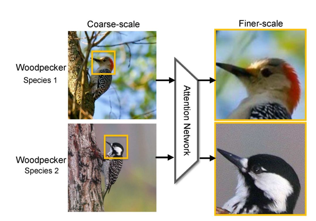 Principles of Attention Mechanism and Its Model Development and Applications
