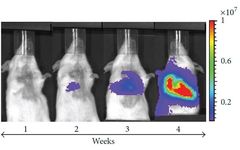 Complementarity and Integration: Multimodal Imaging Unveils the Mysteries of Life