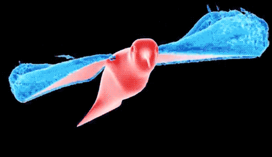 Dynamic Neural Networks: Key Challenges and Solutions
