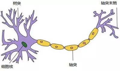 An Overview of Neural Networks: From Neurons to Deep Learning