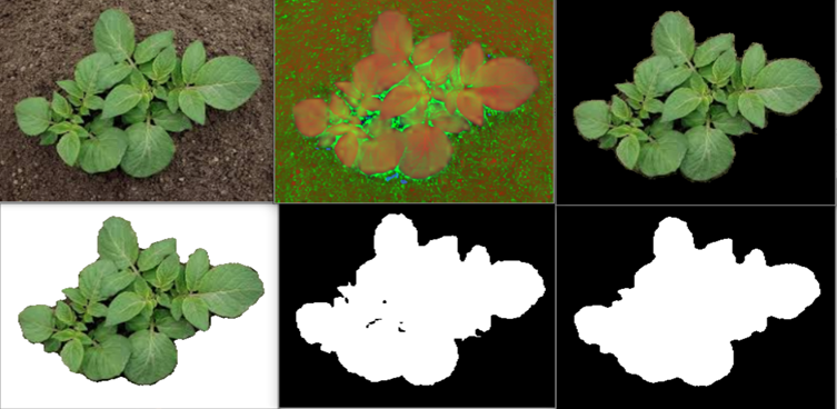 Crop Disease Detection Using Image Processing and CNN