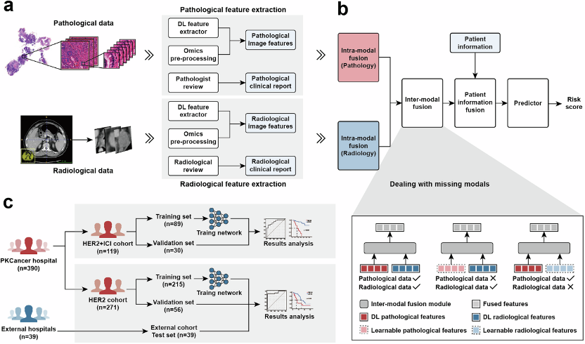 Multi-Modal AI Analysis Technology Aids Precision Prediction of Treatment Response in HER2-Positive Gastric Cancer Patients