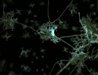 Understanding How Neural Networks Work